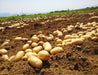 冷凍 みしまコロッケ<Tasty Meal Series> ITO Mishima Potato Croquette 160g (4pcs) Pack- Frozen Honeydaes - Japan Foods Grocery Online 