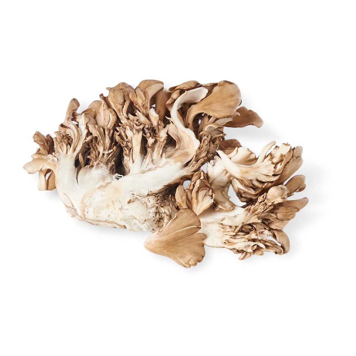 maitakeページ 舞茸 Maitake Japanese Mushrooms 100g — Honeydaes - Japan Foods
